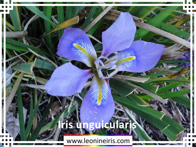 Leonine Iris - About Species Iris